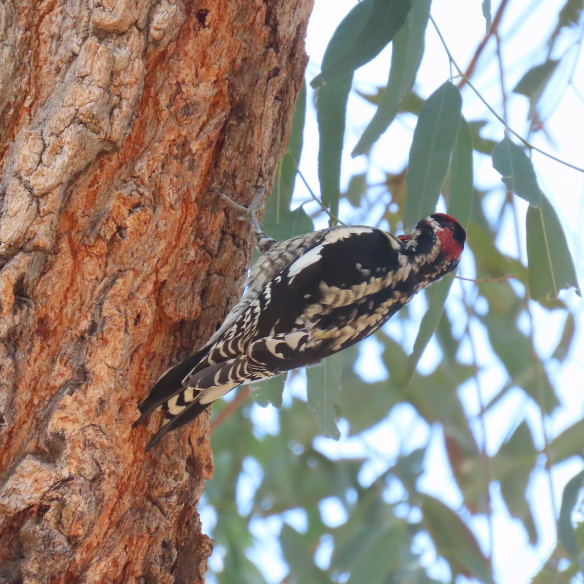 Red-naped Sapsucker - ML630247346
