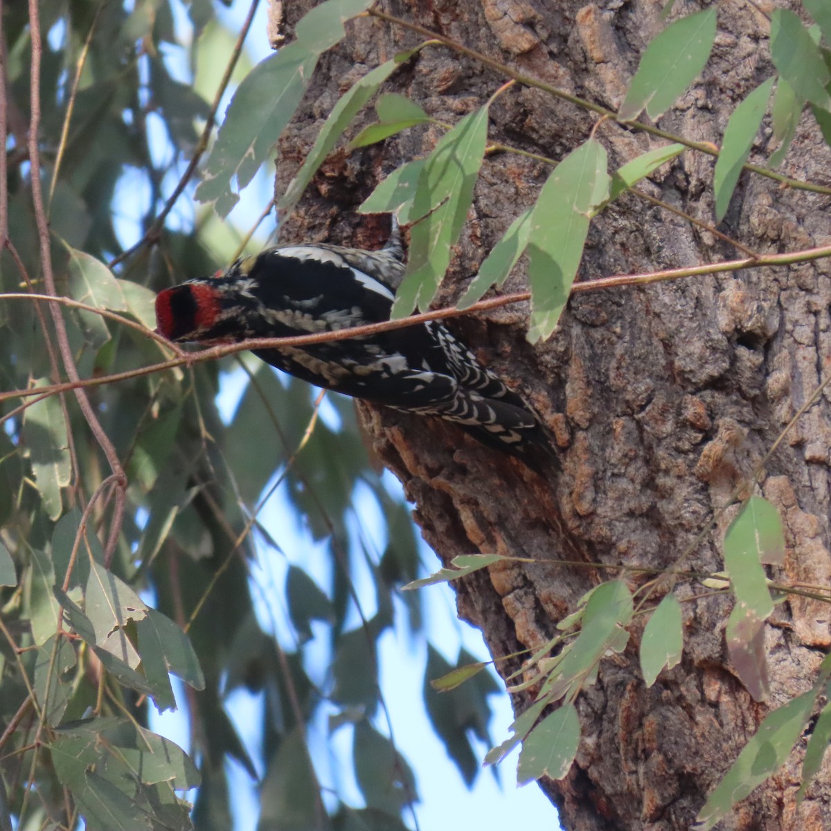 Red-naped Sapsucker - ML630247375
