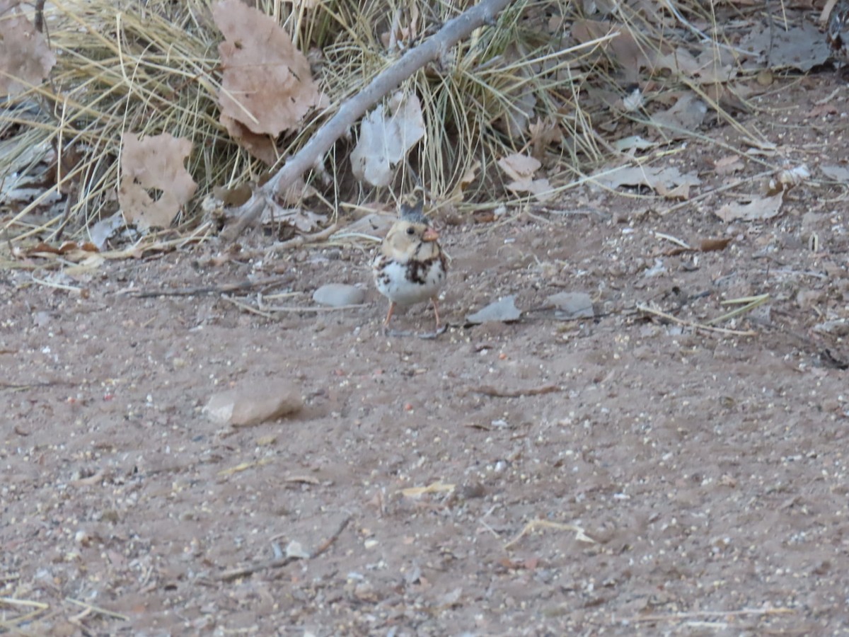 Harris's Sparrow - ML630247411
