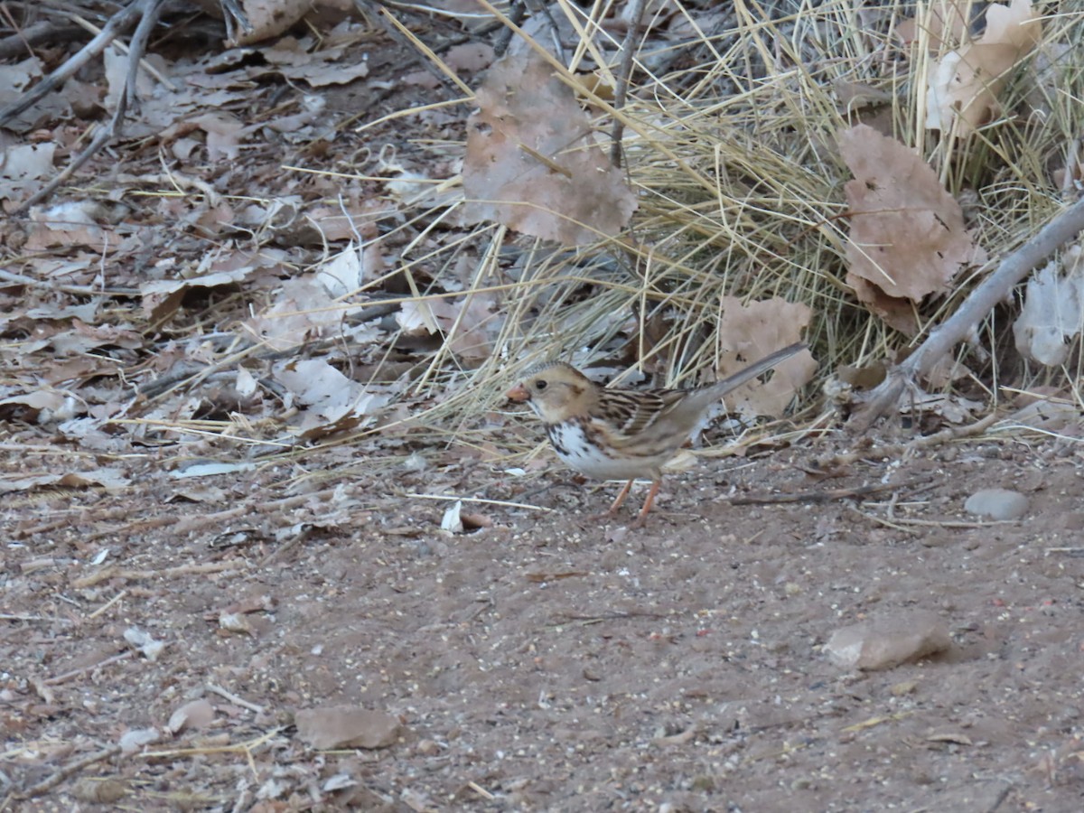Harris's Sparrow - ML630247412