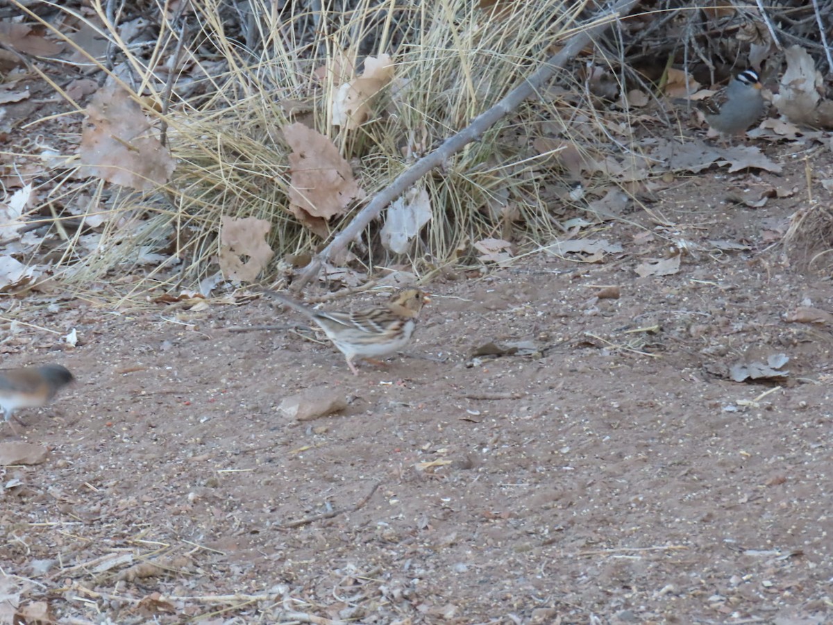 Harris's Sparrow - ML630247413