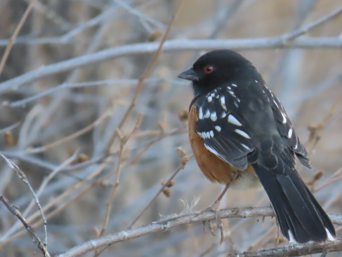 Spotted Towhee - ML630247432