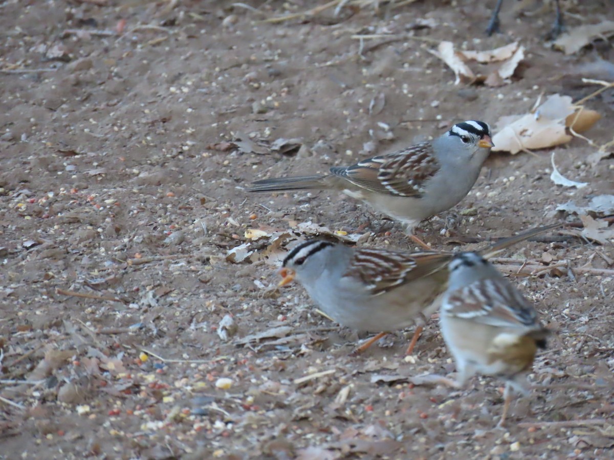 White-crowned Sparrow - ML630247454
