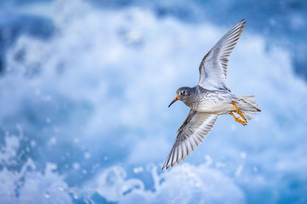 Purple Sandpiper - ML630247504