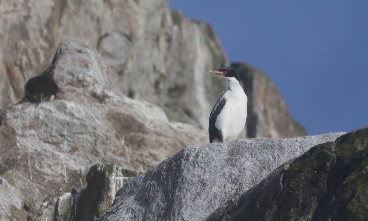 Bounty Islands Shag - ML630247618