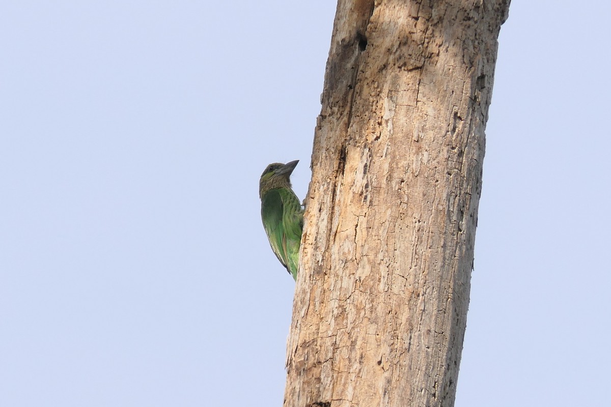 Green-eared Barbet - ML630247620