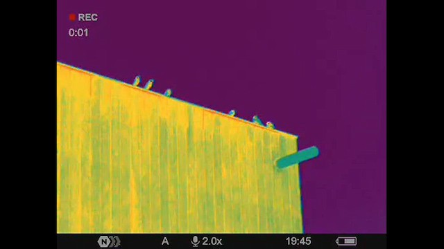 テリバネコウウチョウ - ML630248020