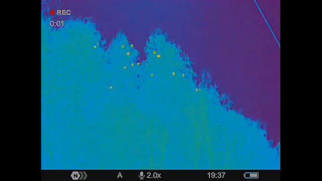 テリバネコウウチョウ - ML630248021