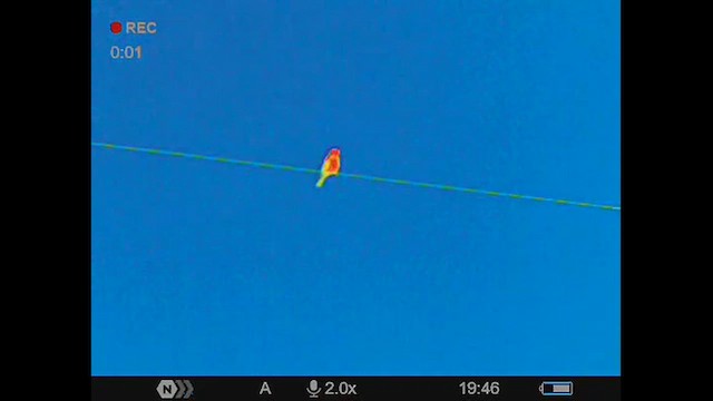 Diuca Finch - ML630248033