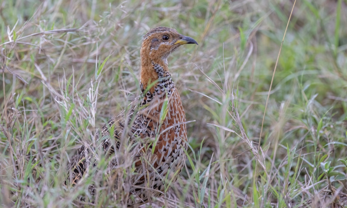 Red-winged Francolin - ML630248082