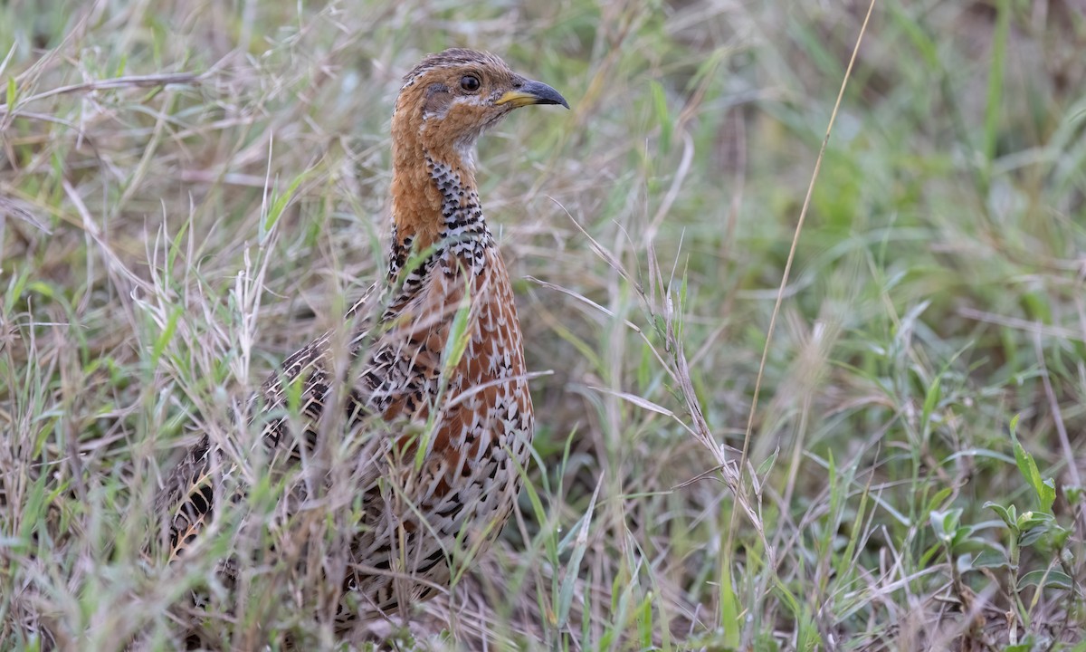 Red-winged Francolin - ML630248083