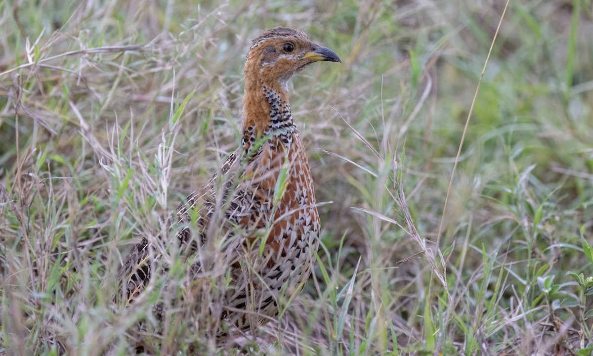 Red-winged Francolin - ML630248084