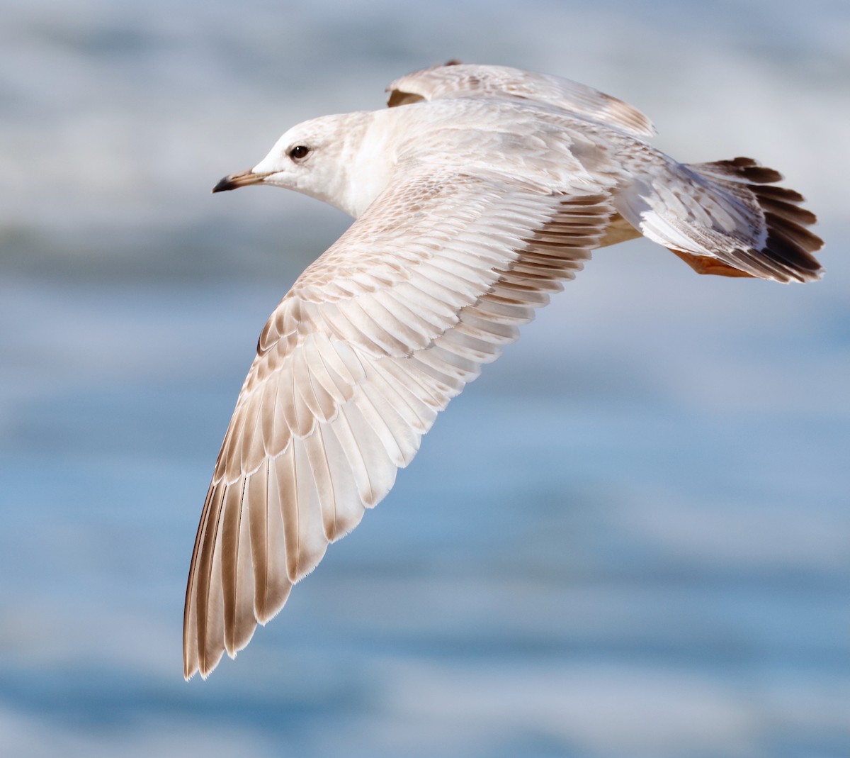 Short-billed Gull - ML630248184