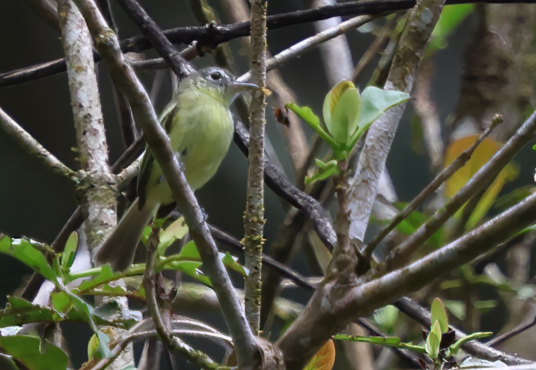 Yellow-green Tyrannulet - ML630248278