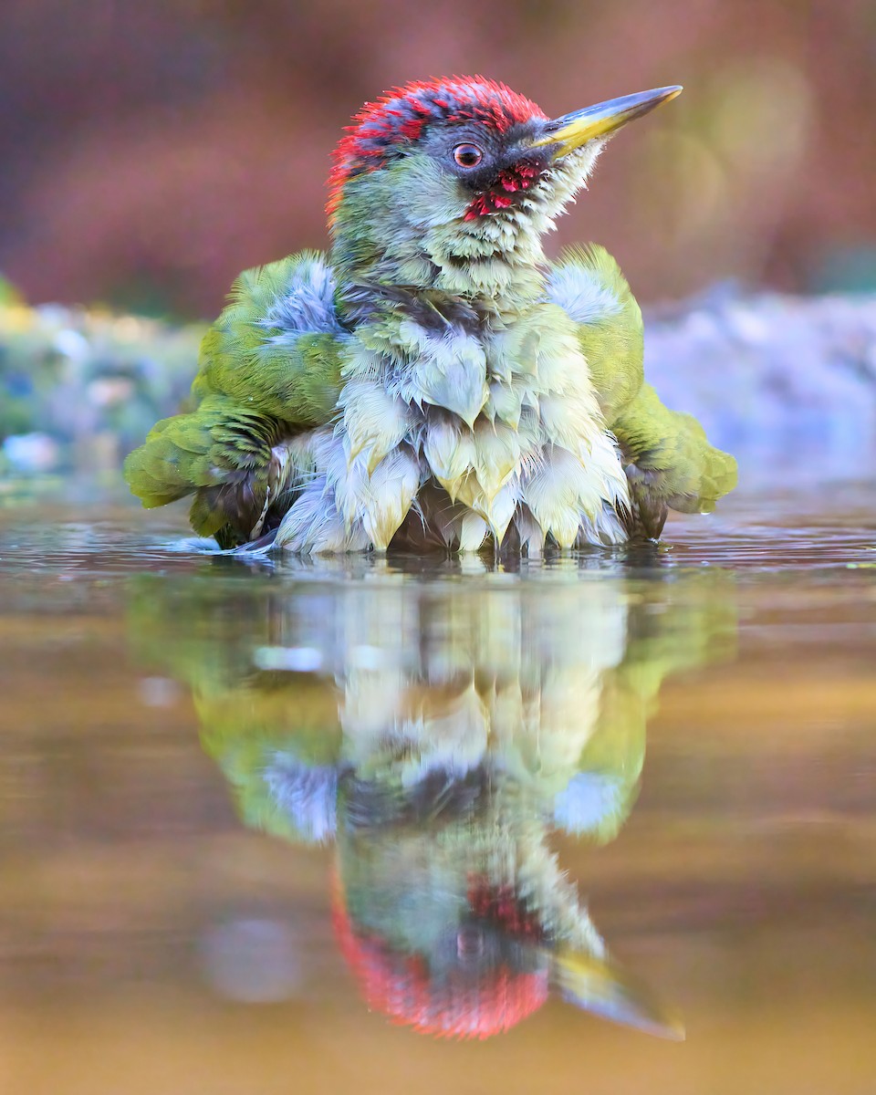 Iberian Green Woodpecker - ML630248647
