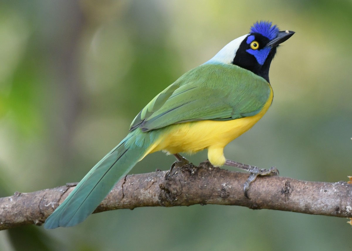 Green Jay (Inca) - ML630248856