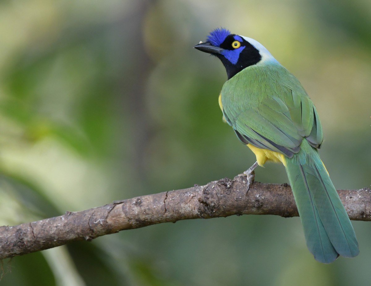 Green Jay (Inca) - ML630248857