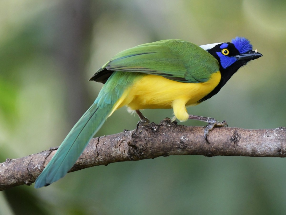 Green Jay (Inca) - ML630248858
