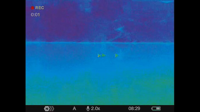Chiloe Wigeon - ML630248876
