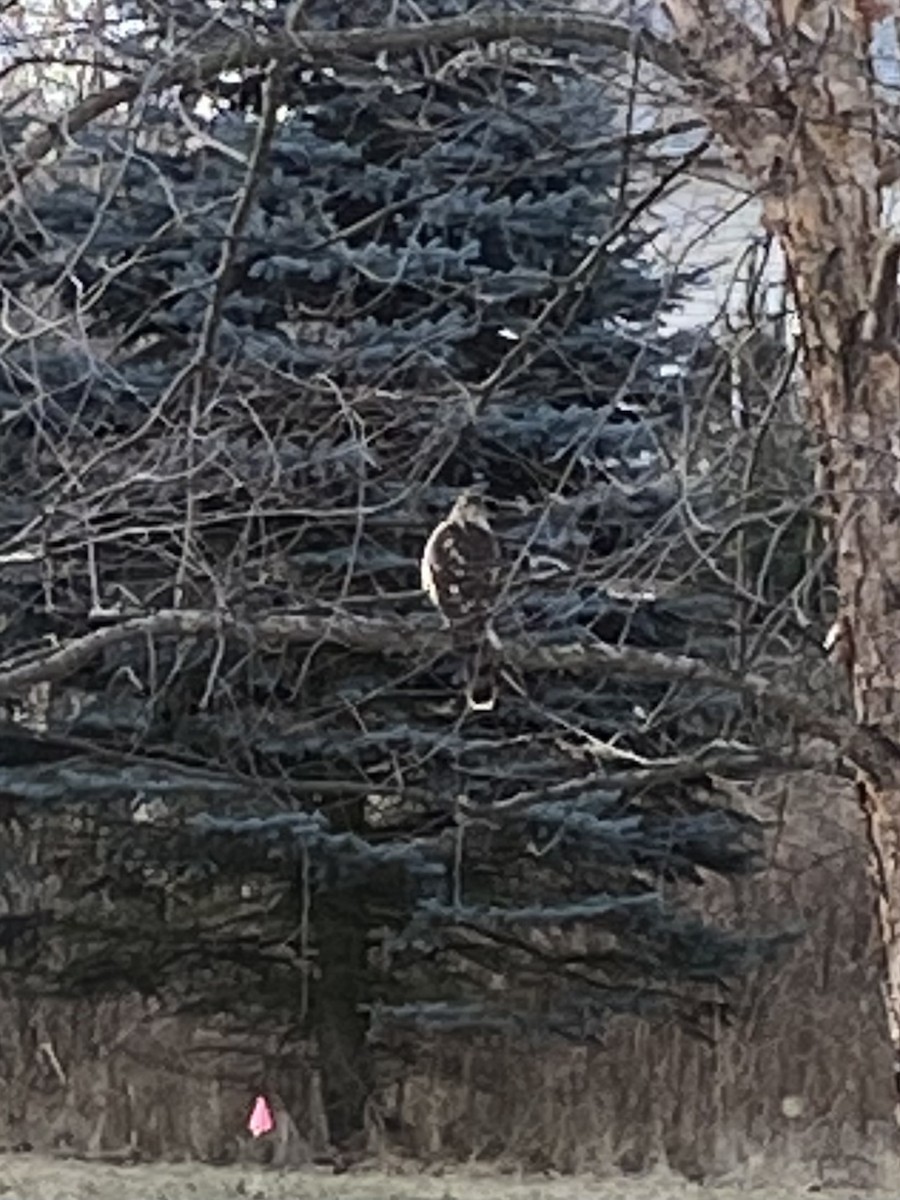 Sharp-shinned Hawk - ML630248942