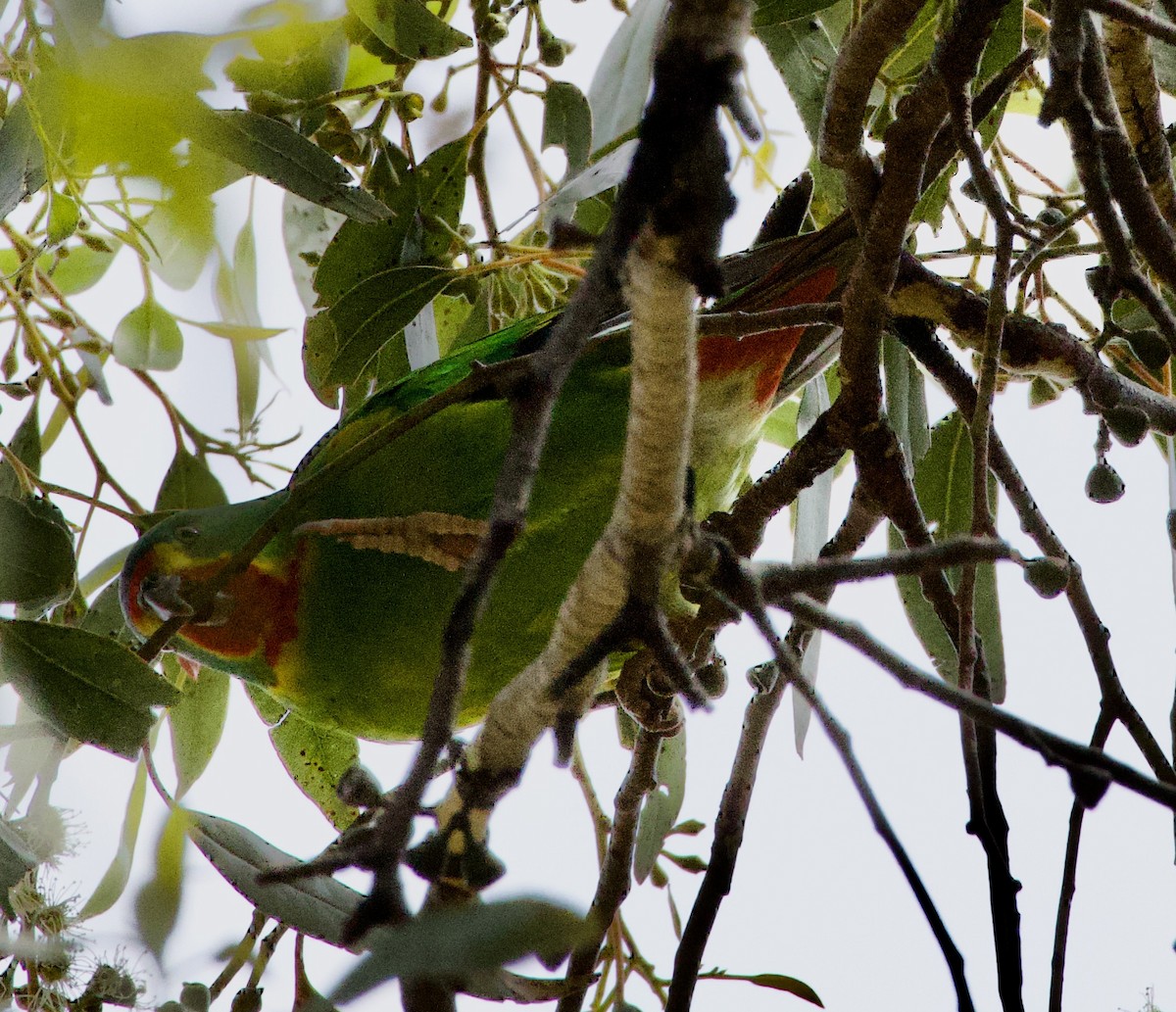 Swift Parrot - ML630249051