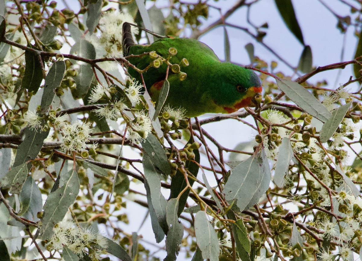 Swift Parrot - ML630249085