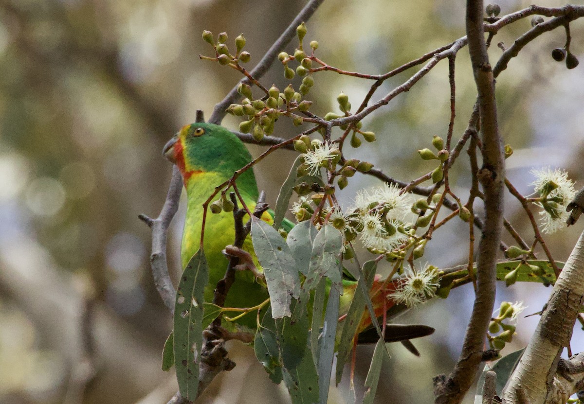 Swift Parrot - ML630249098