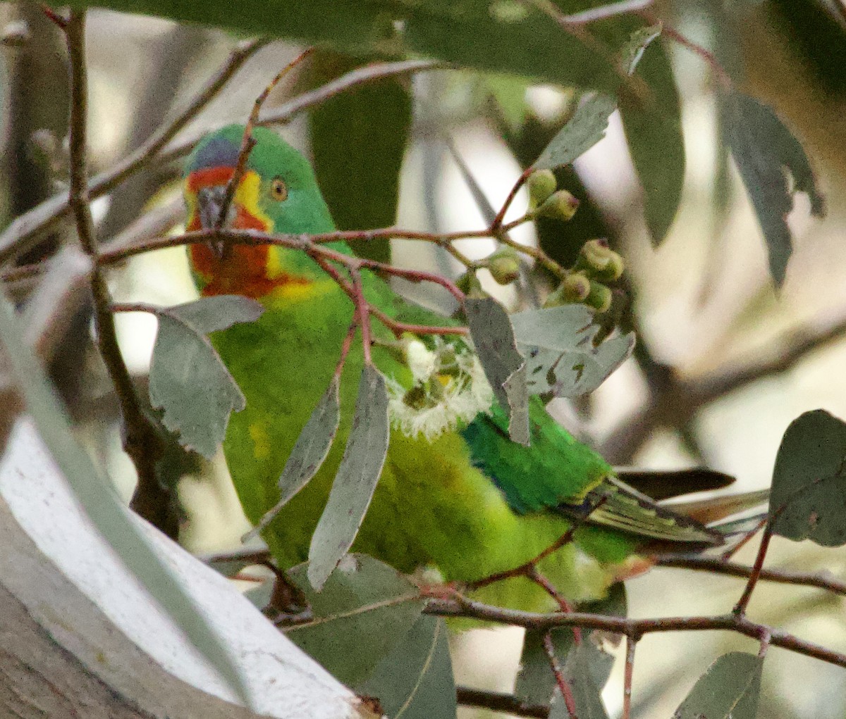 Swift Parrot - ML630249117