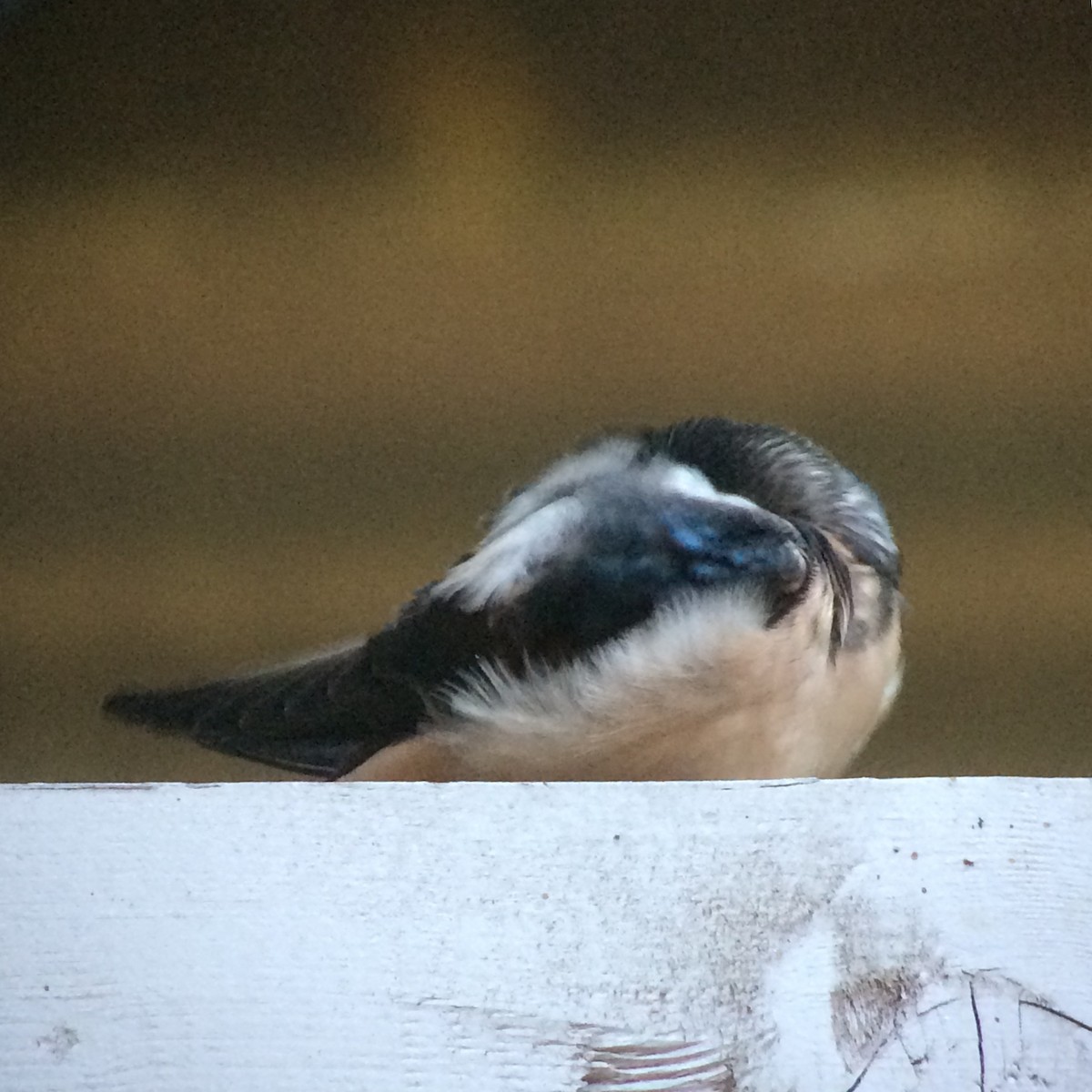 Barn Swallow - ML63024921