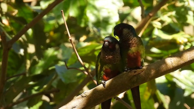 Painted Parakeet (Todd's) - ML630249435