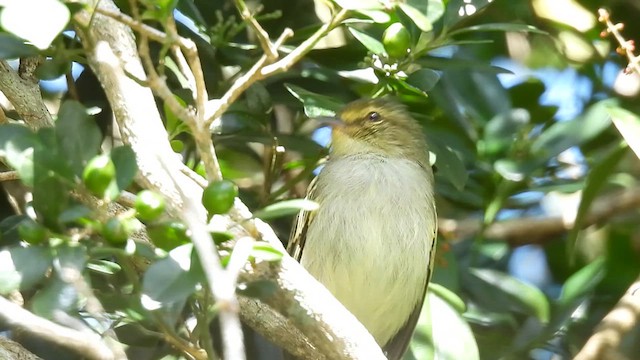 Golden-faced Tyrannulet - ML630249447