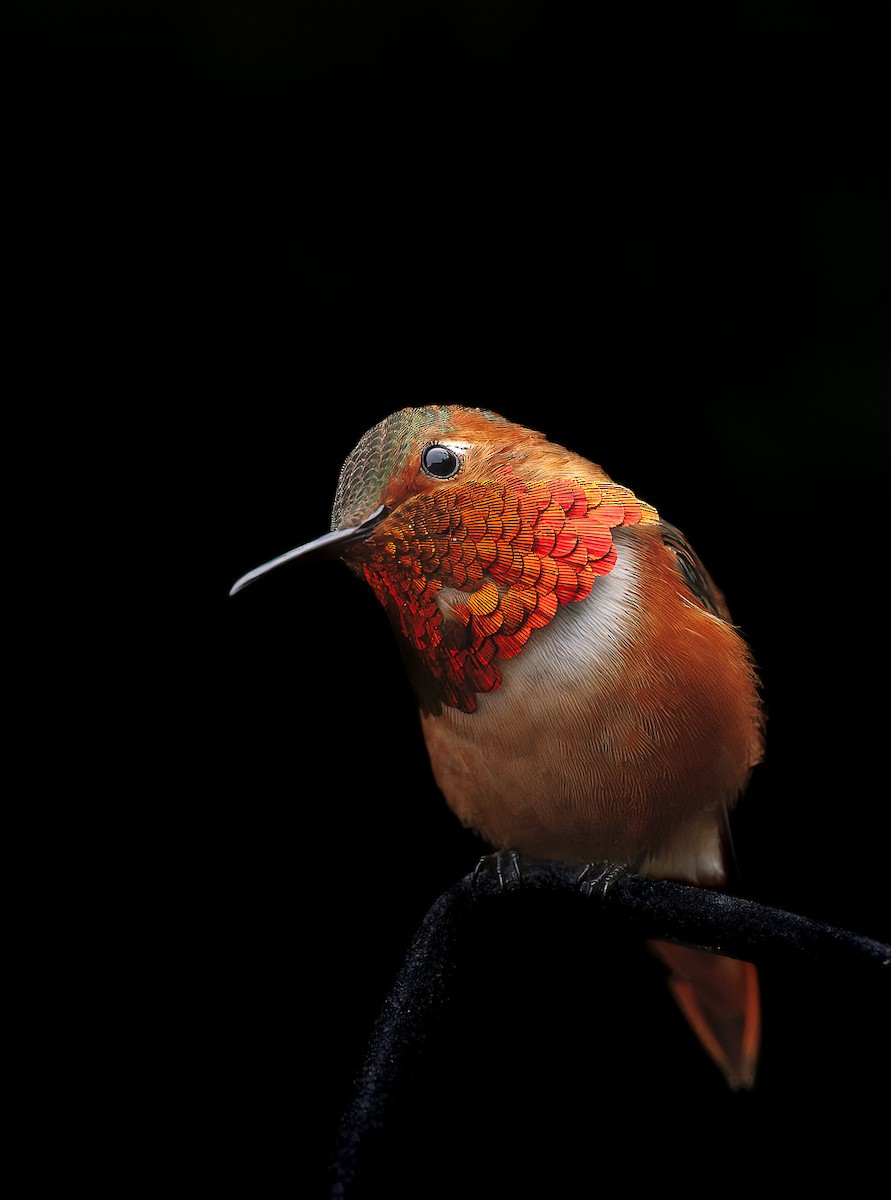 Allen's Hummingbird - ML630249460