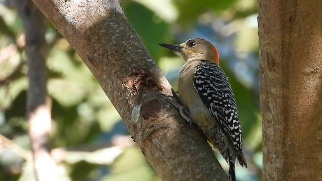Red-crowned Woodpecker - ML630249511