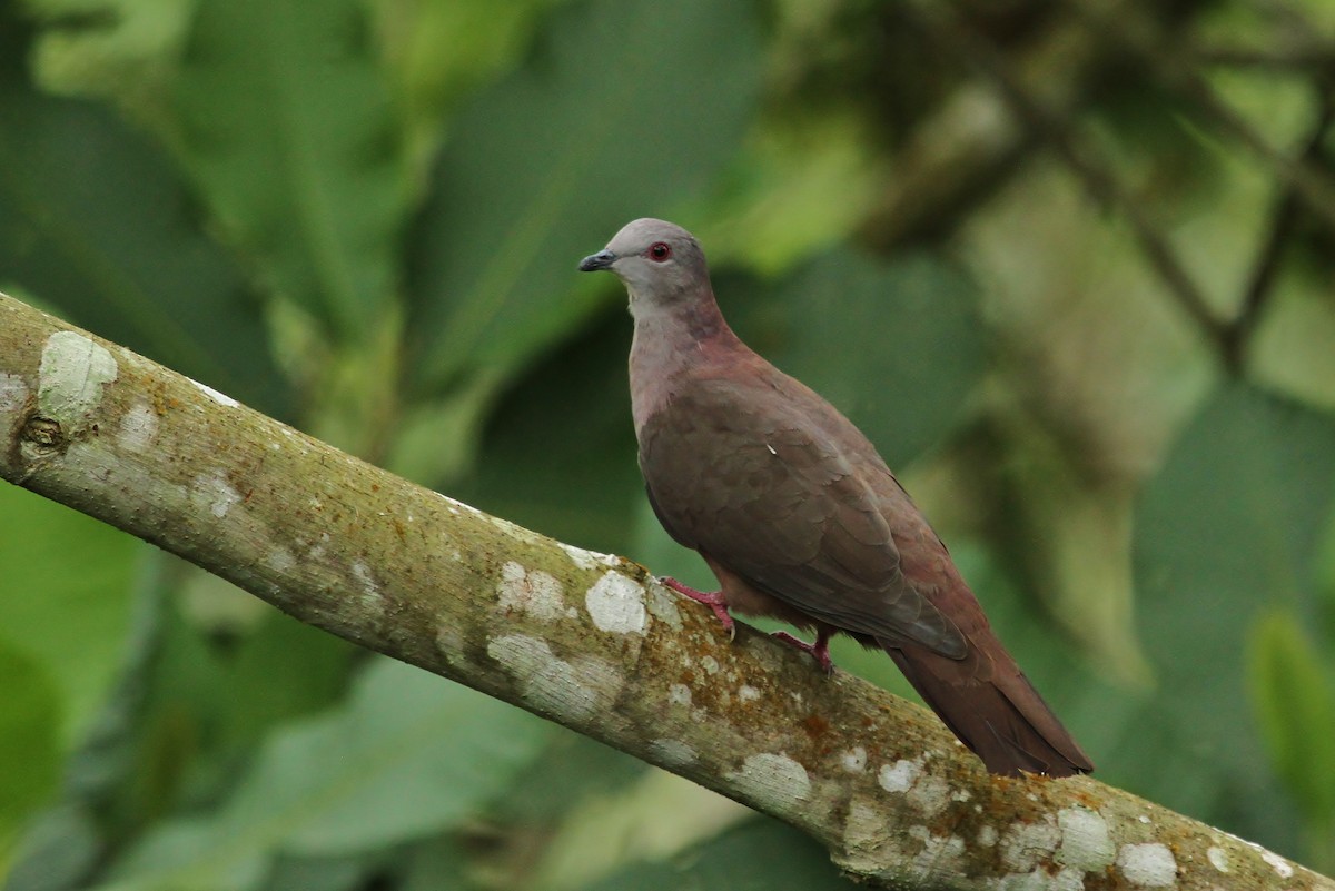 Dusky Pigeon - ML630249827