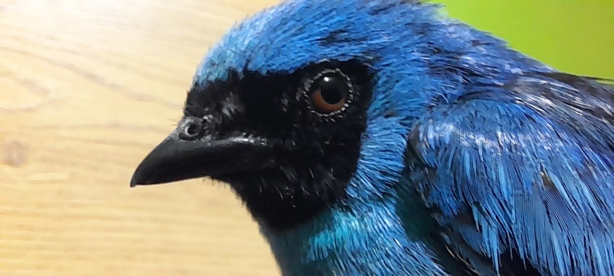 Swallow Tanager - ML630250091