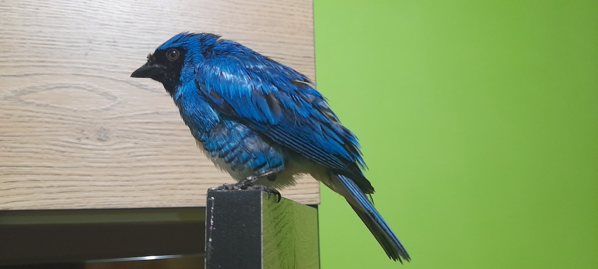 Swallow Tanager - ML630250092