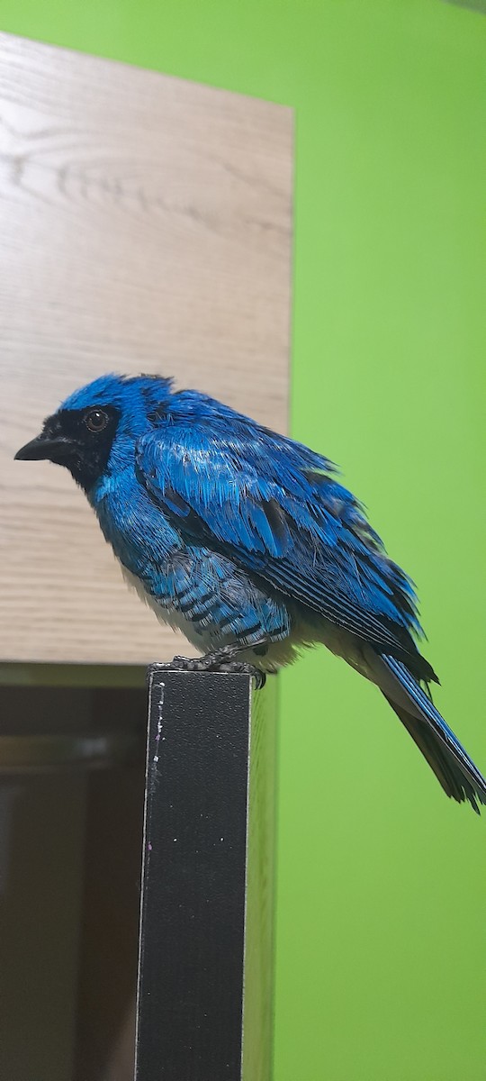 Swallow Tanager - ML630250093
