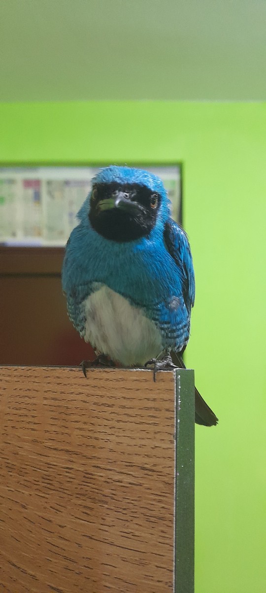 Swallow Tanager - ML630250094
