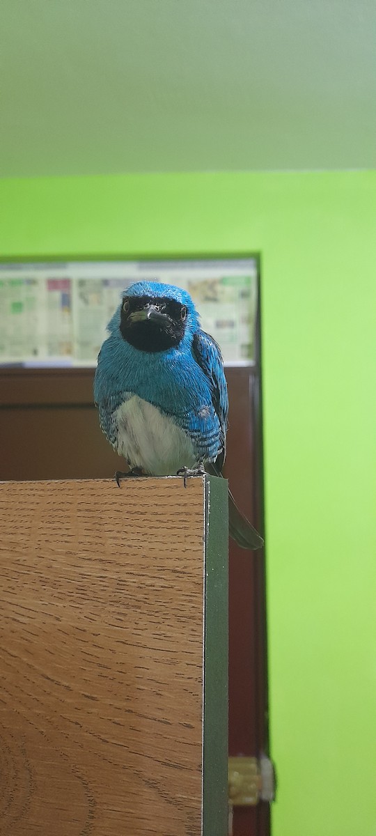 Swallow Tanager - ML630250095