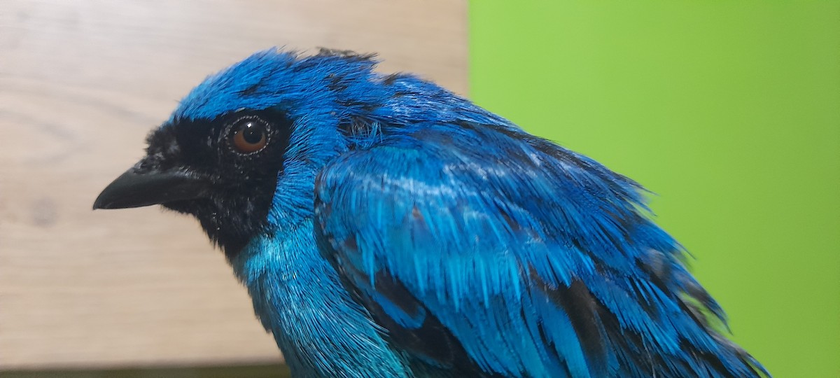 Swallow Tanager - ML630250096