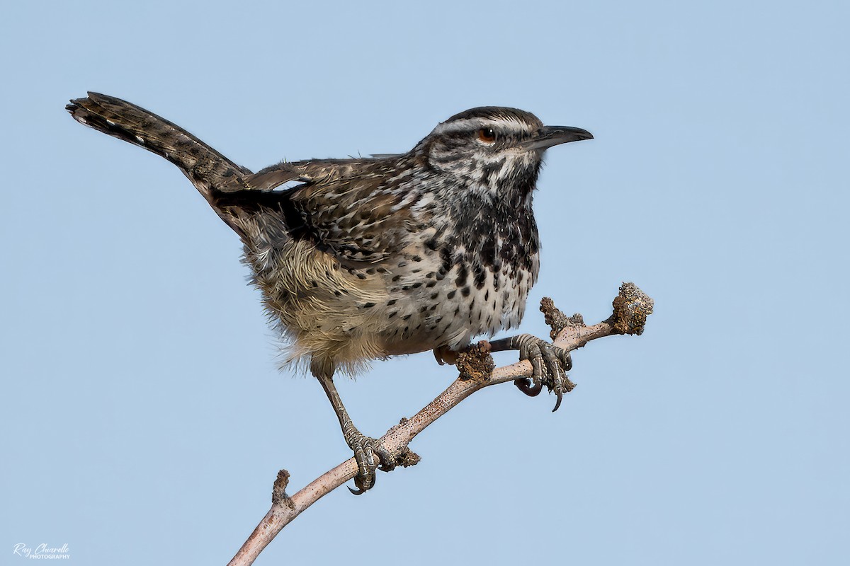 Cactus Wren - ML630250122