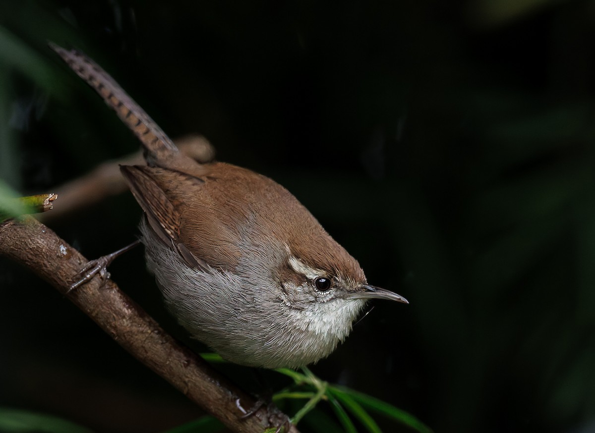 Bewick's Wren - ML630250213