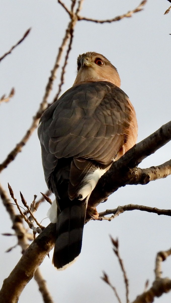 Cooper's Hawk - ML630250567
