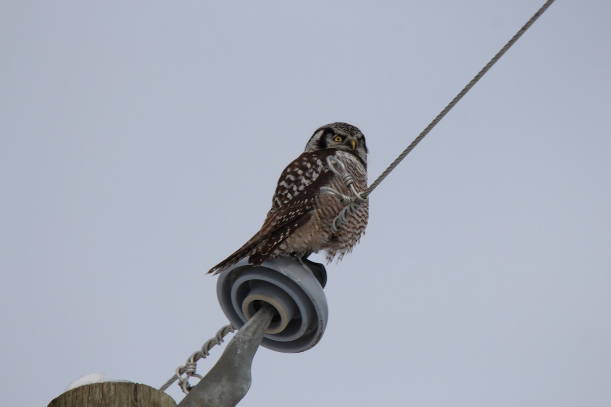 Northern Hawk Owl - ML630250623