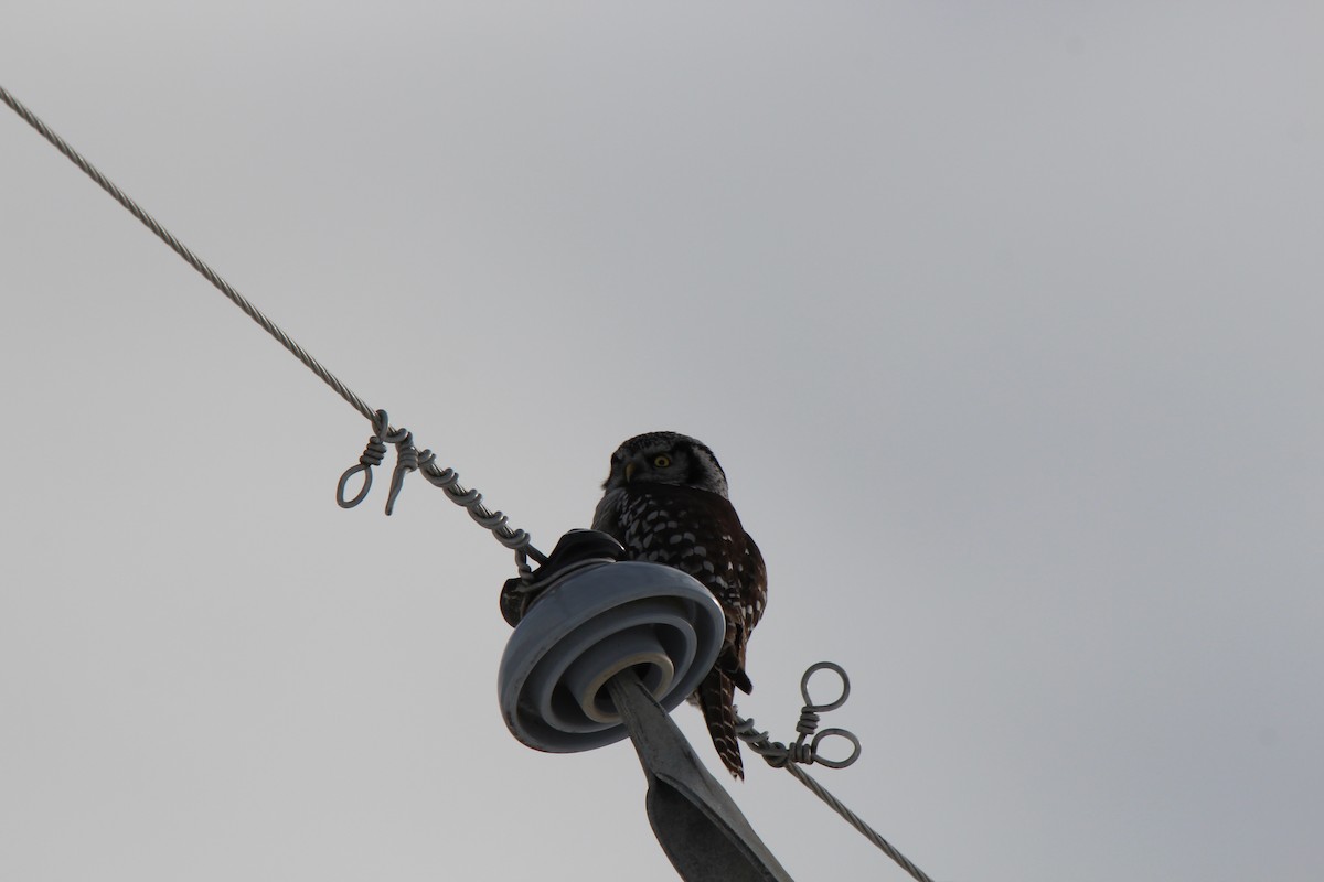 Northern Hawk Owl - ML630250659