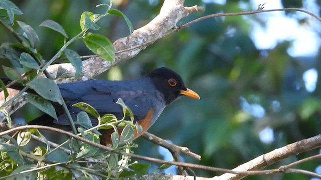 Chestnut-bellied Thrush - ML630250672