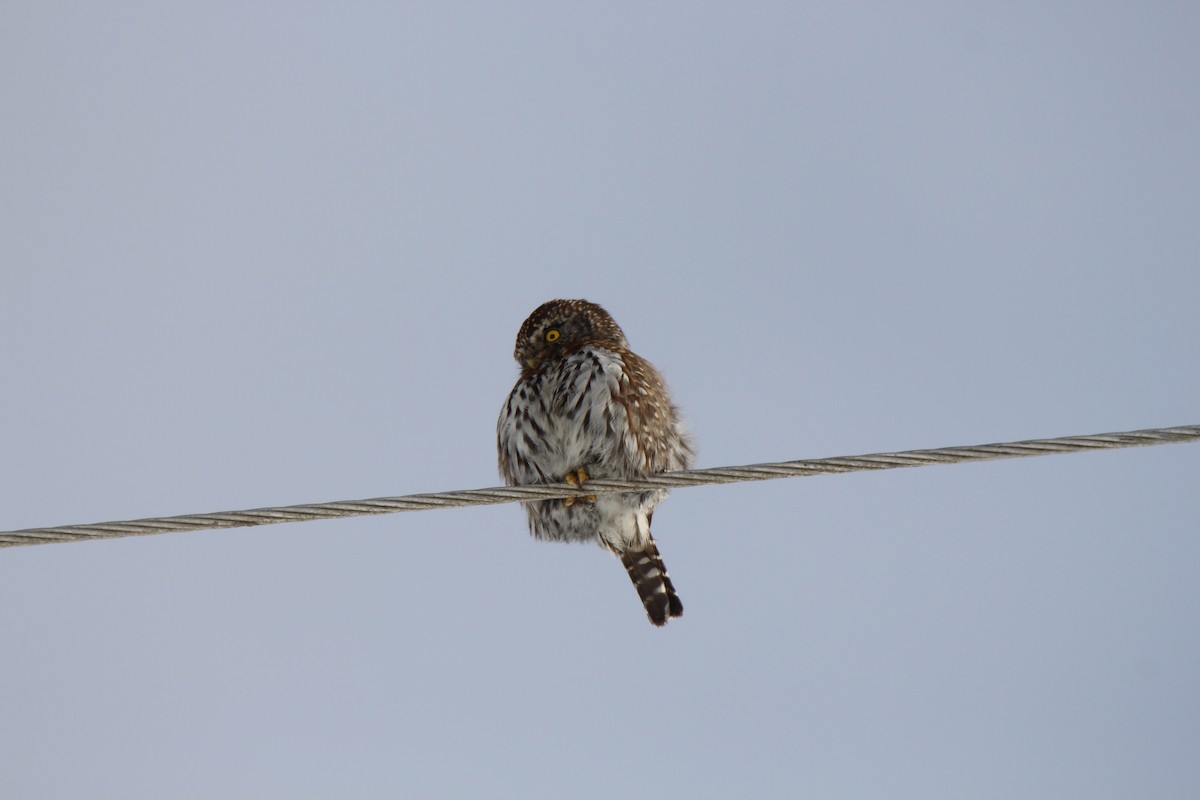 Northern Pygmy-Owl - ML630250685