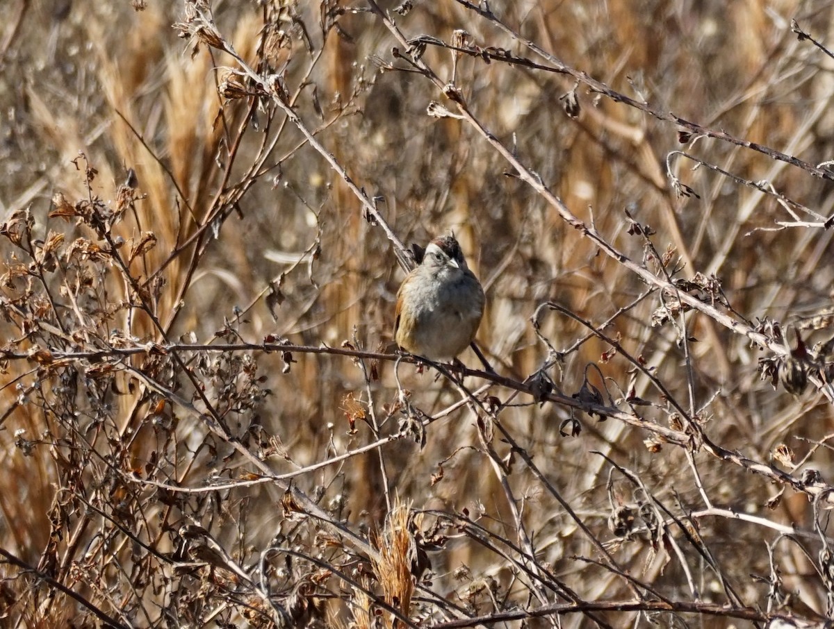 Swamp Sparrow - ML630250700