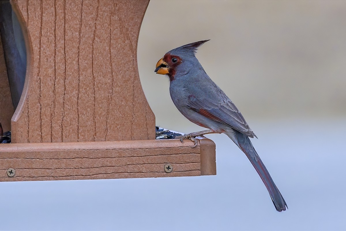 Pyrrhuloxia - ML630250773