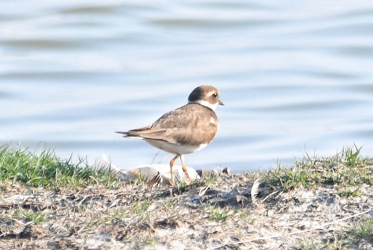 ML630250906 - Common Ringed Plover - Macaulay Library